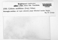 Collema multifidum image